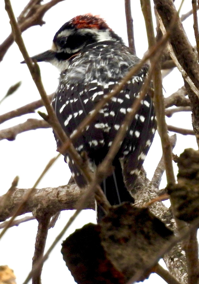 Nuttallspecht - ML647193484