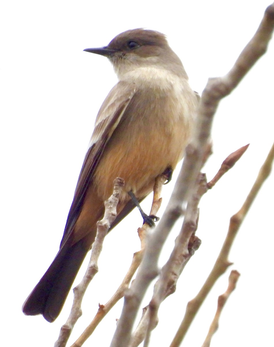 Say's Phoebe - ML647193503
