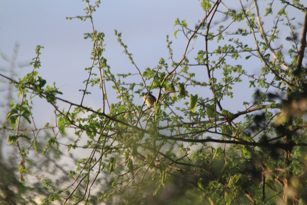Barbudito Frentirrojo Norteño - ML647193514