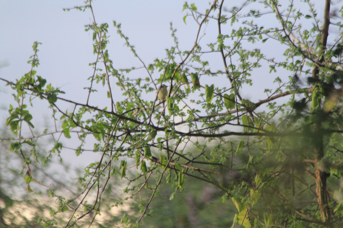 Barbudito Frentirrojo Norteño - ML647193515