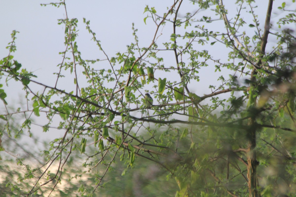 Barbudito Frentirrojo Norteño - ML647193516