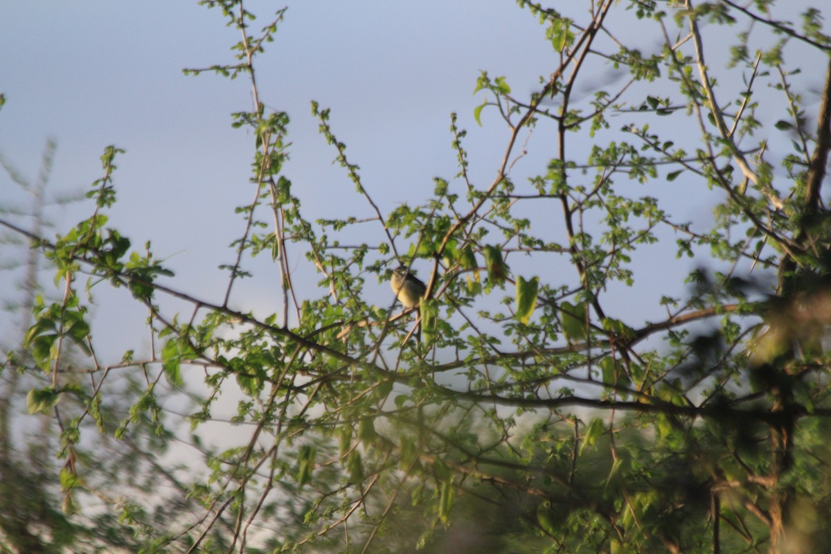 Barbudito Frentirrojo Norteño - ML647193517
