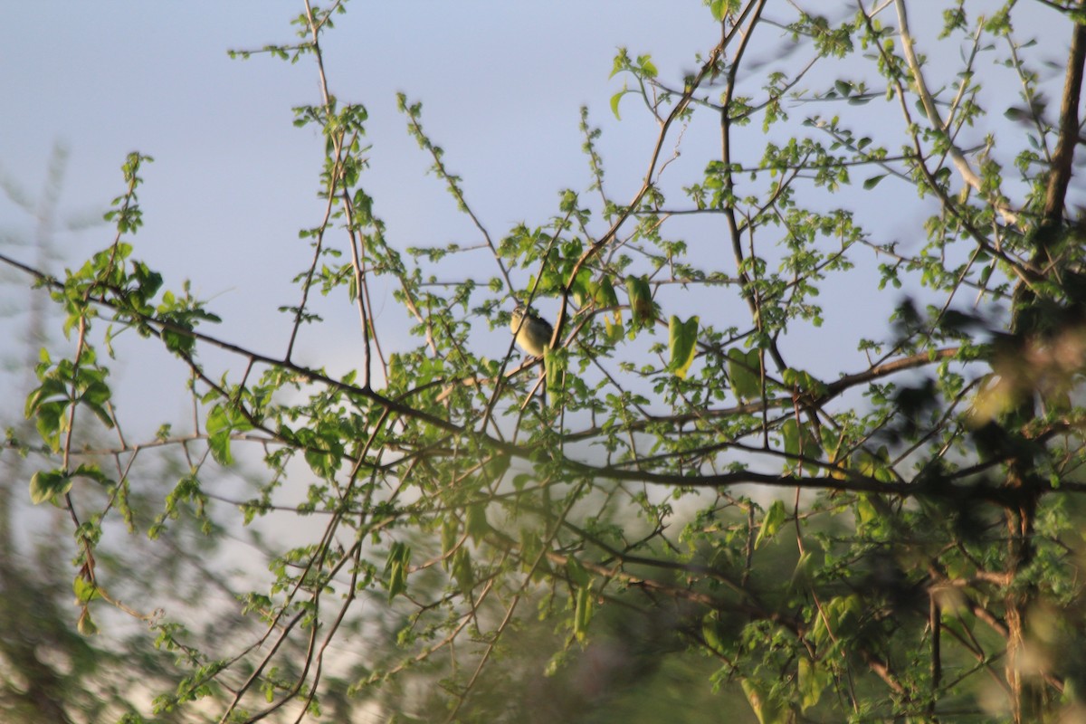 Barbudito Frentirrojo Norteño - ML647193518