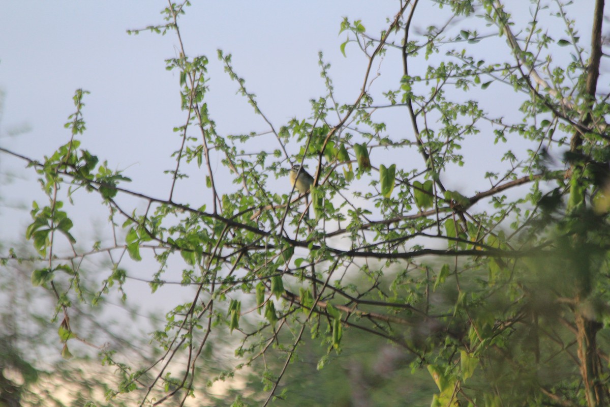 Barbudito Frentirrojo Norteño - ML647193520