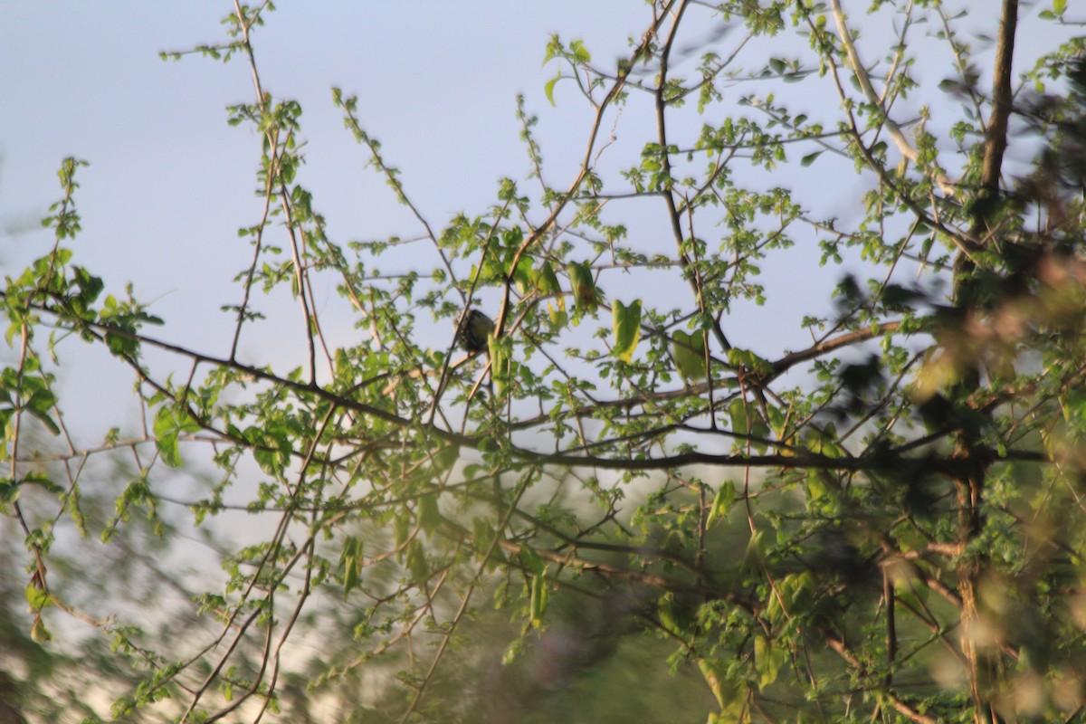 Barbudito Frentirrojo Norteño - ML647193521