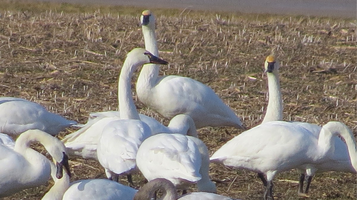 Küçük Kuğu - ML647193524