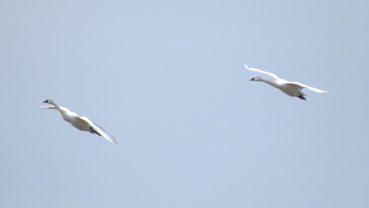 Küçük Kuğu - ML647193525