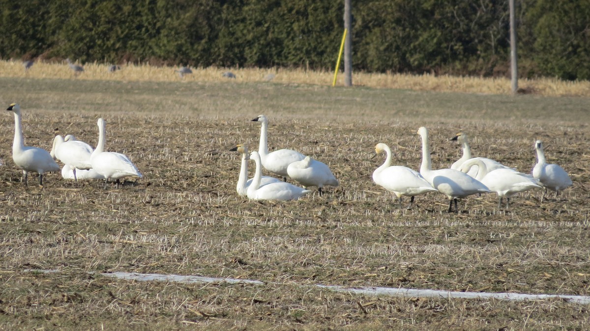 Küçük Kuğu - ML647193526