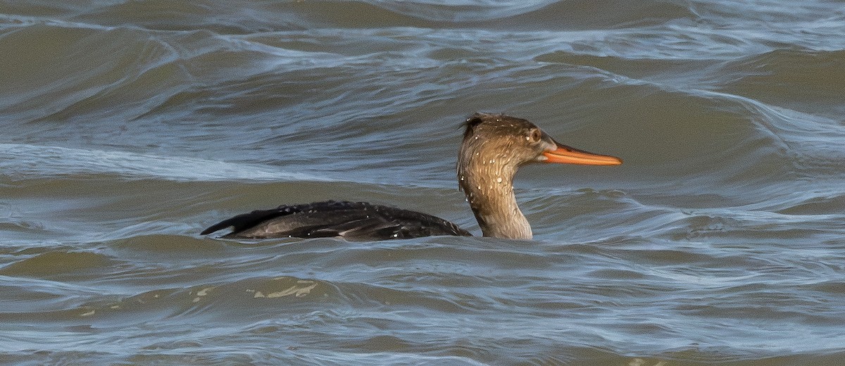Red-breasted Merganser - ML647193533