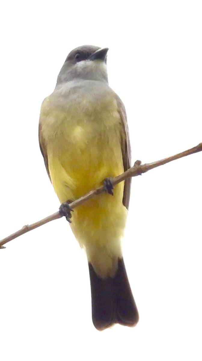 Cassin's Kingbird - ML647193534