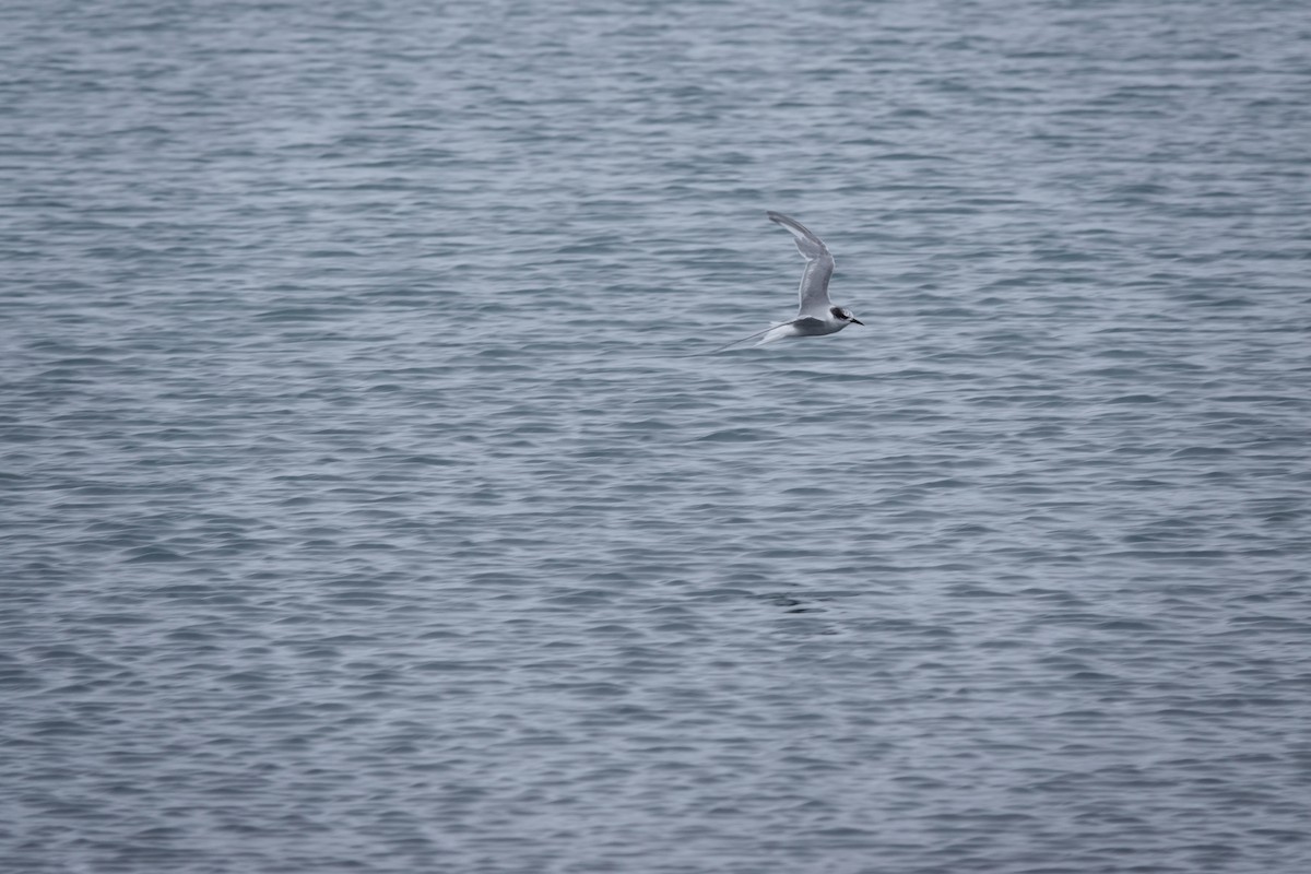 Charrán/Charrancito/Fumarel/Pagaza sp. - ML647193537