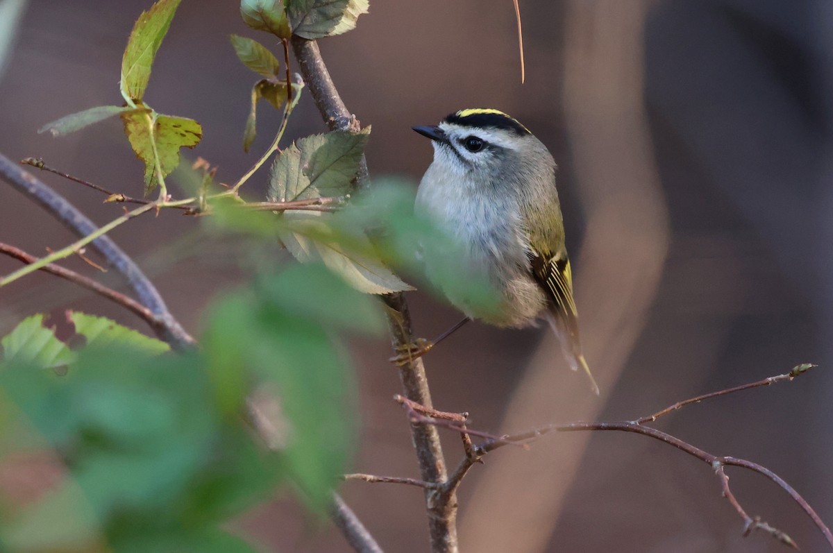 Reyezuelo Sátrapa - ML647193538
