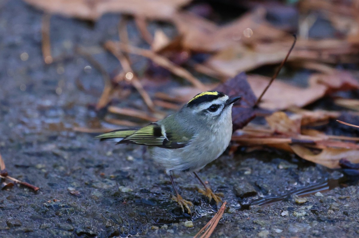 Reyezuelo Sátrapa - ML647193539