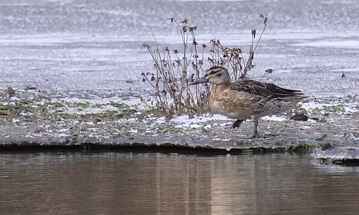 Cerceta Carretona - ML647193540
