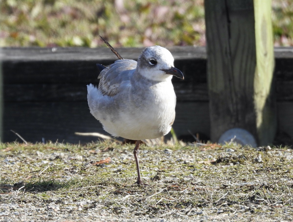 Gaviota Guanaguanare - ML647193541