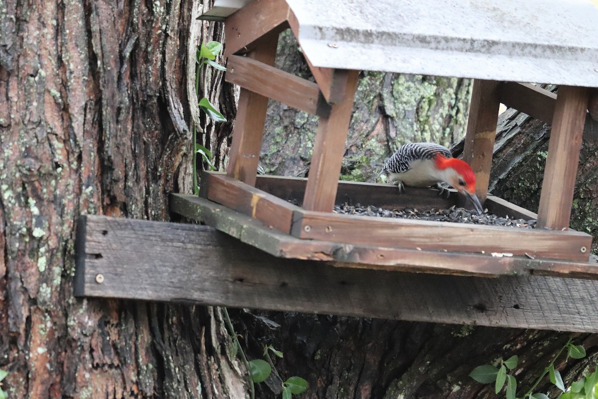 Carpintero de Carolina - ML647193542