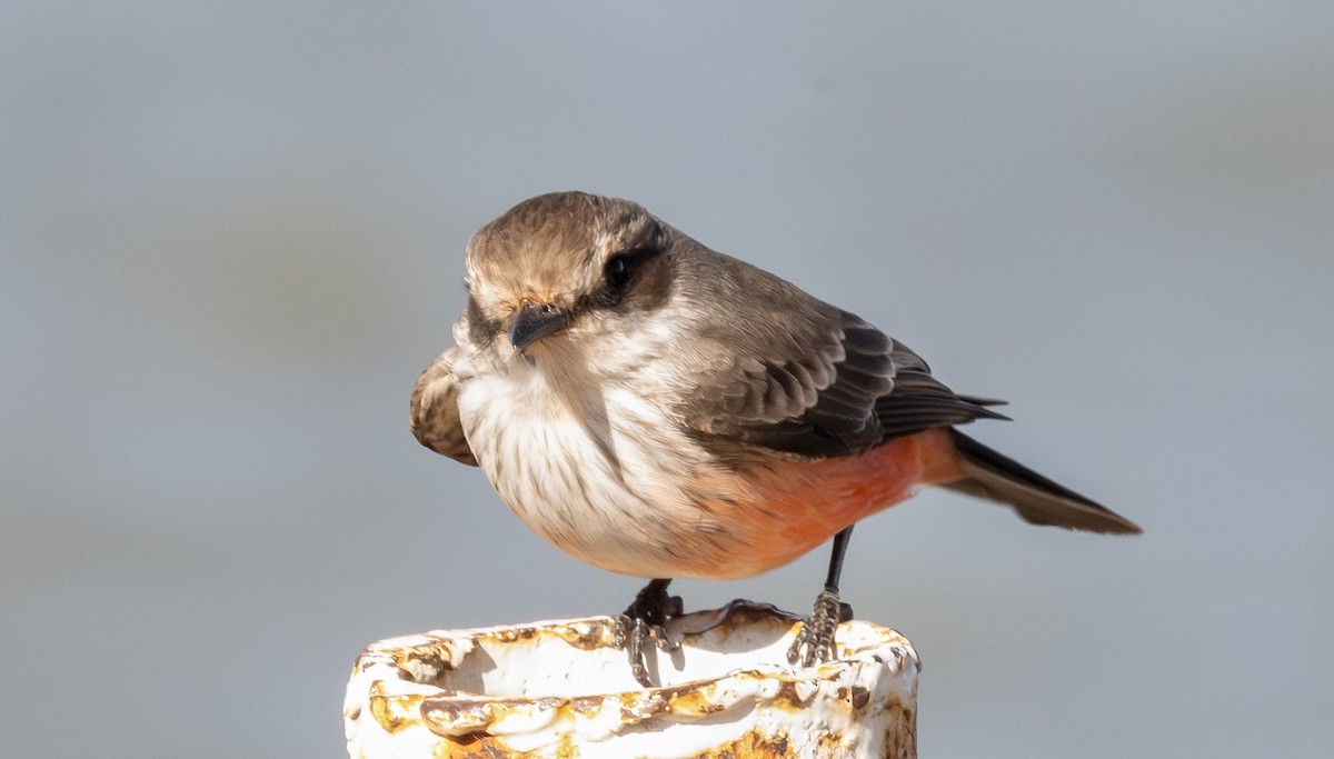 Mosquero Cardenal - ML647193543