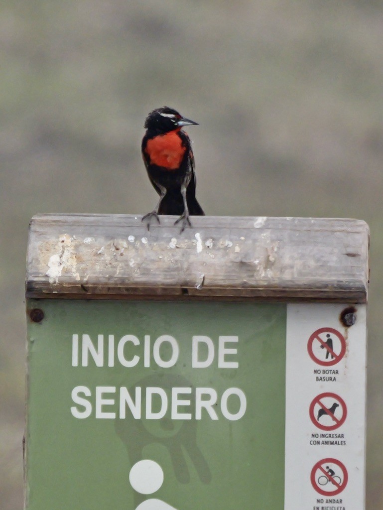 Loica Peruana - ML647193544