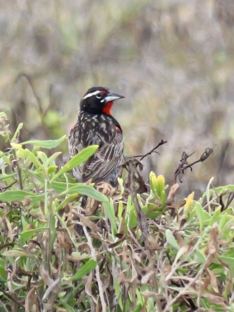 Loica Peruana - ML647193545