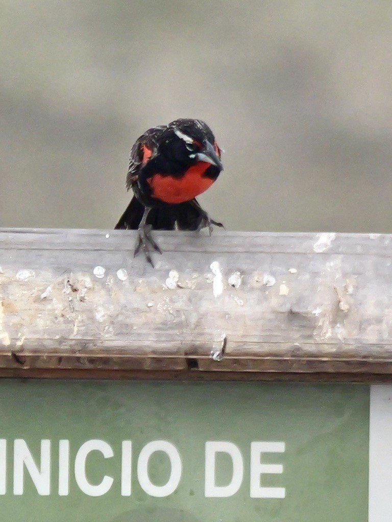 Loica Peruana - ML647193546