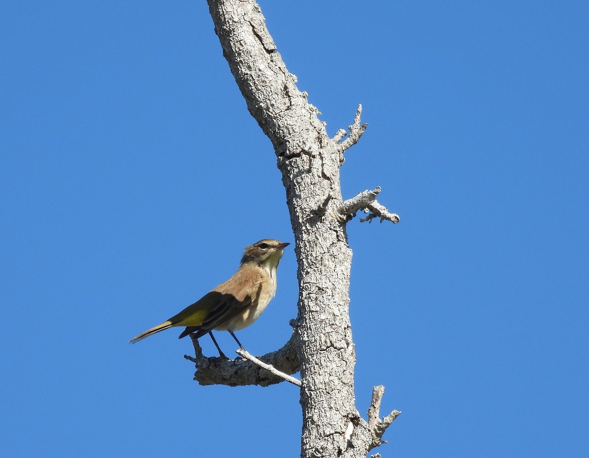 Reinita Palmera - ML647193547