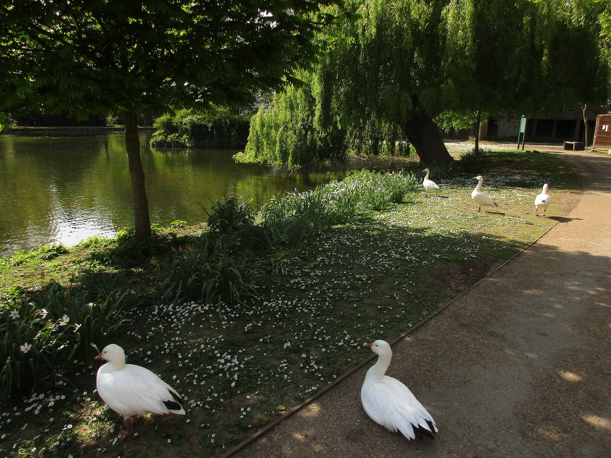 Ánsar Nival - ML647193548