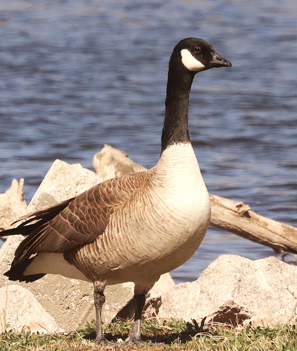 Barnacla Canadiense Chica - ML647193549