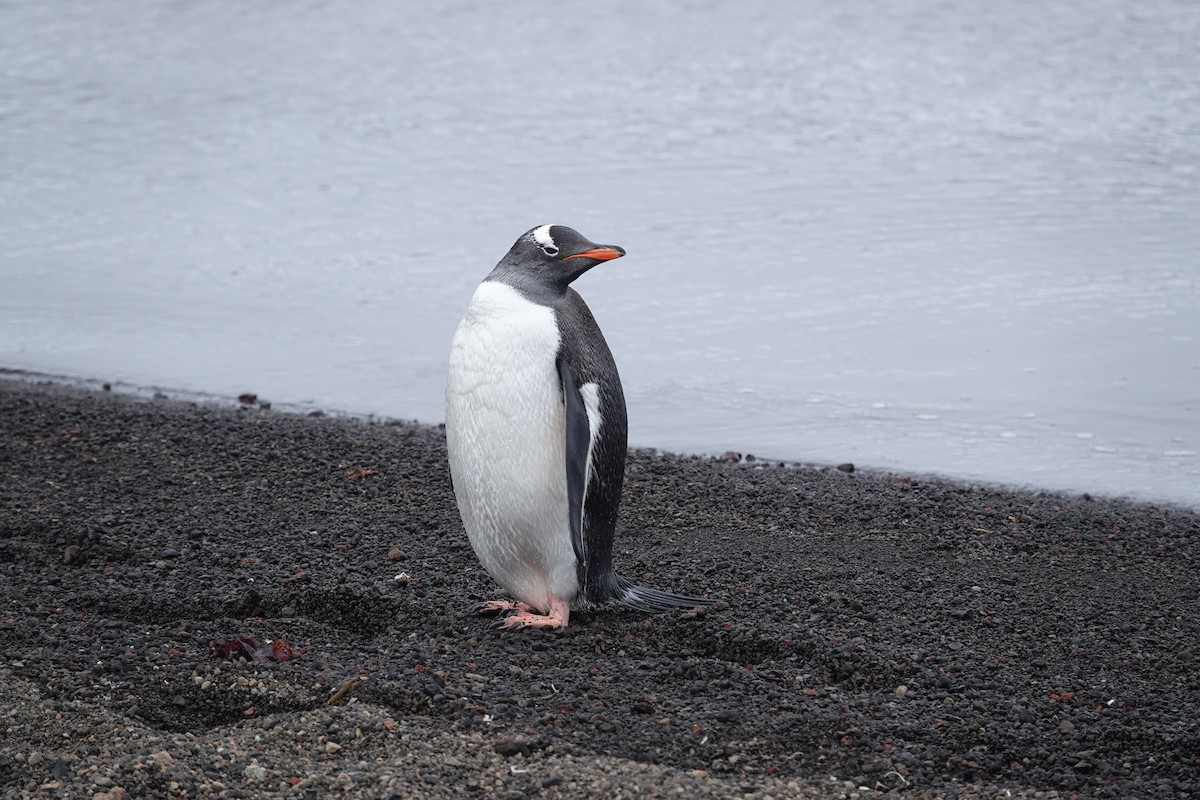 Pingüino Juanito - ML647193550
