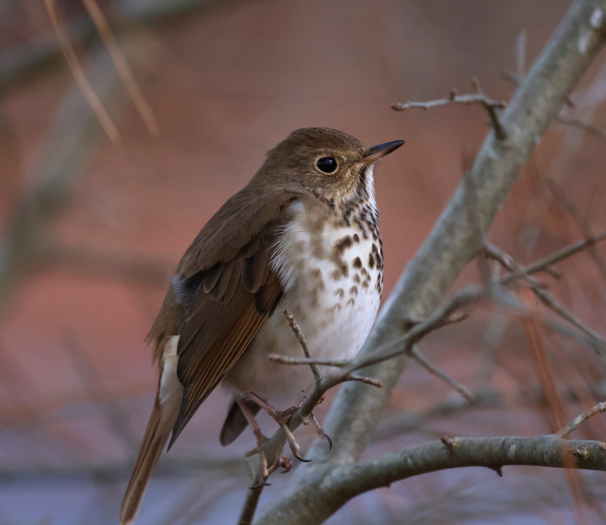 Дрізд-короткодзьоб плямистоволий - ML647193551