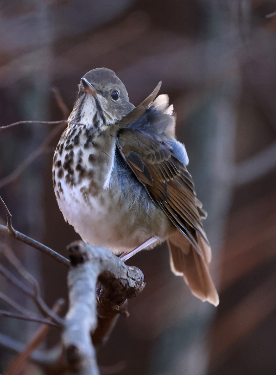 Дрізд-короткодзьоб плямистоволий - ML647193552