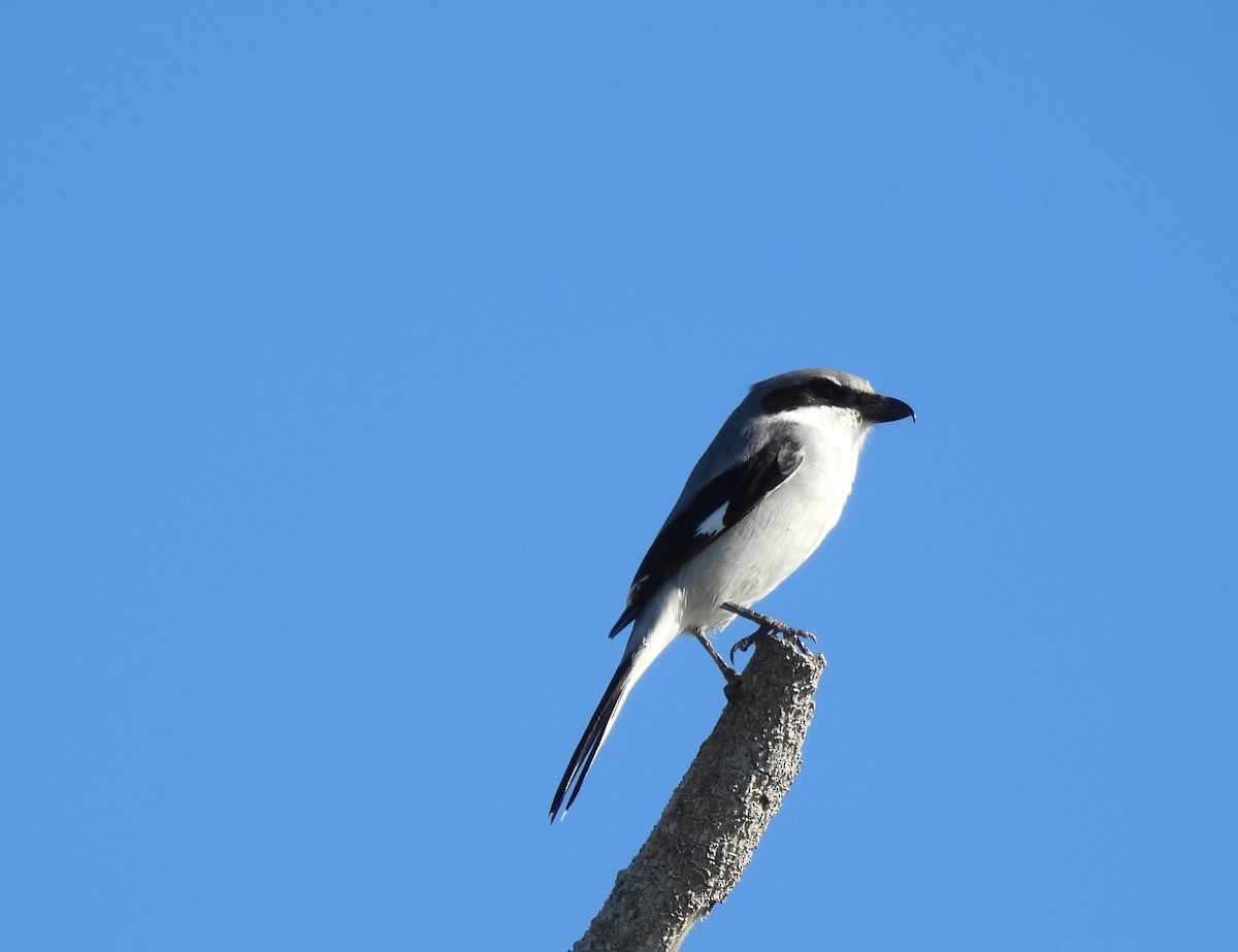 Alcaudón Americano - ML647193555