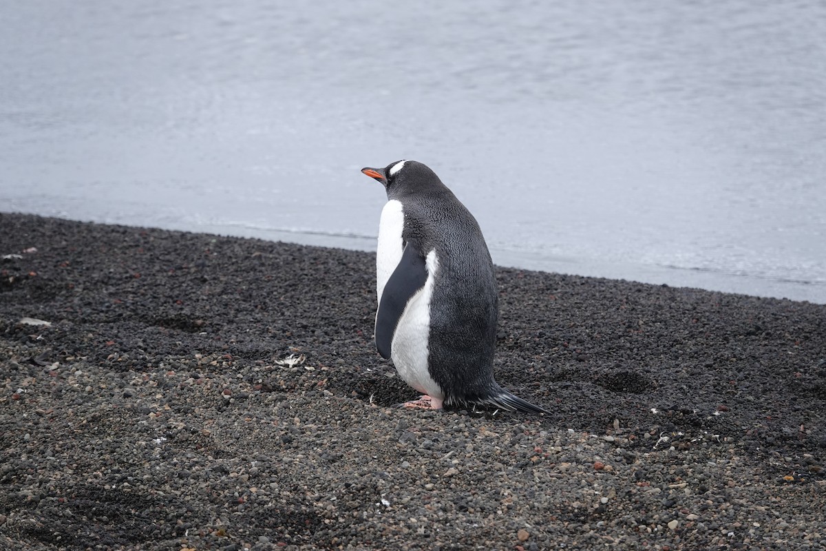 Pingüino Juanito - ML647193556