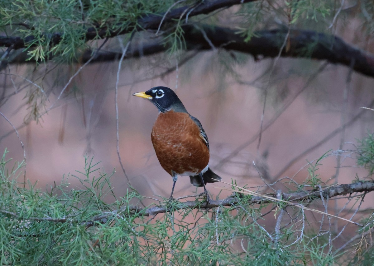 Zorzal Americano - ML647193558