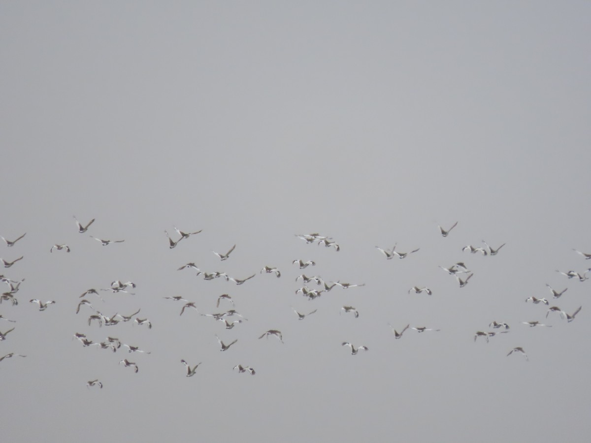 Little Bustard - ML647193559