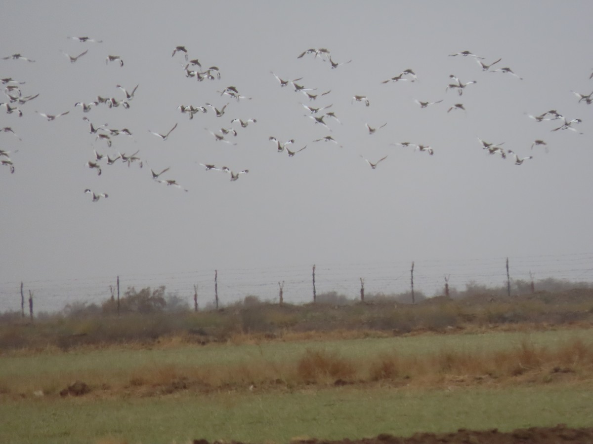 Little Bustard - ML647193560