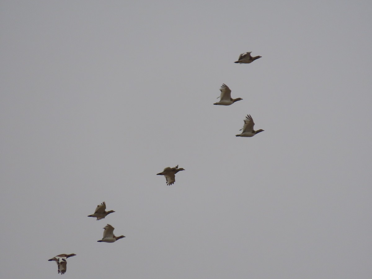 Little Bustard - ML647193561