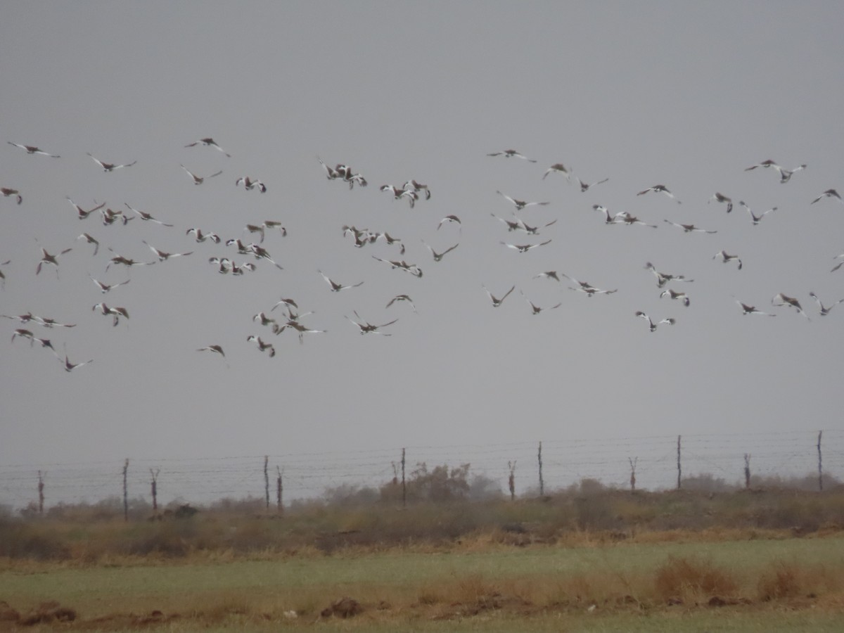 Little Bustard - ML647193562