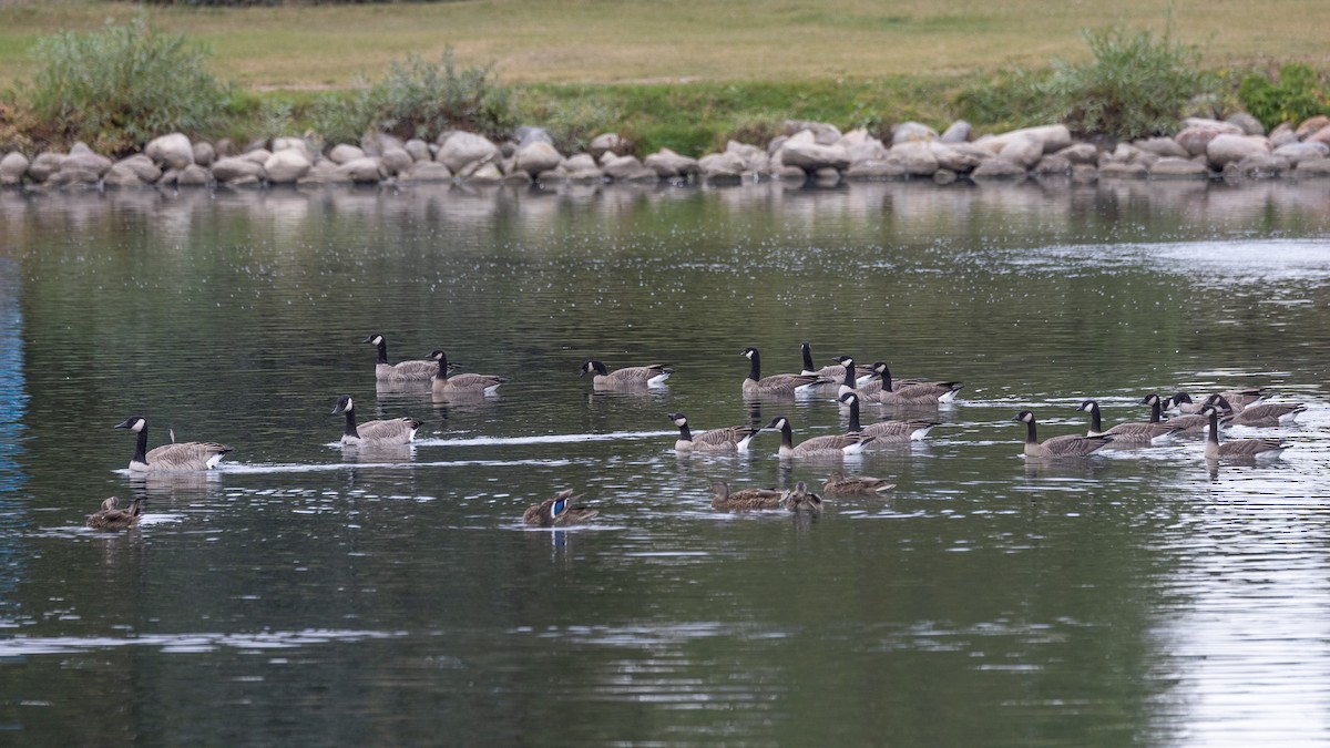 ברנטה גוצית - ML647193565
