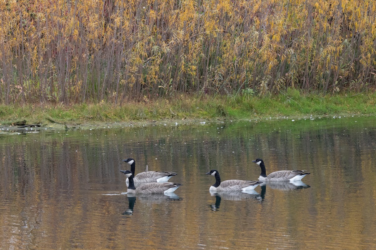 ברנטה גוצית - ML647193566