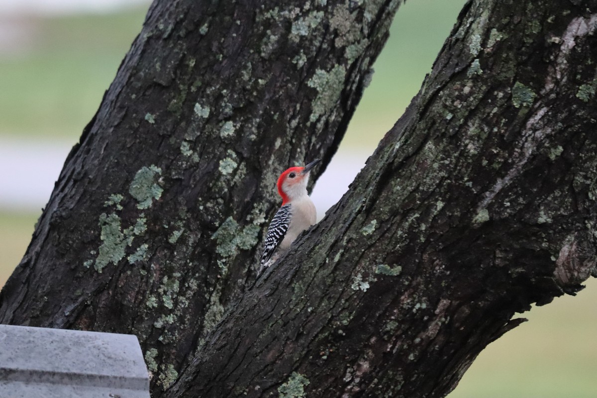 Red-bellied Woodpecker - ML647193571