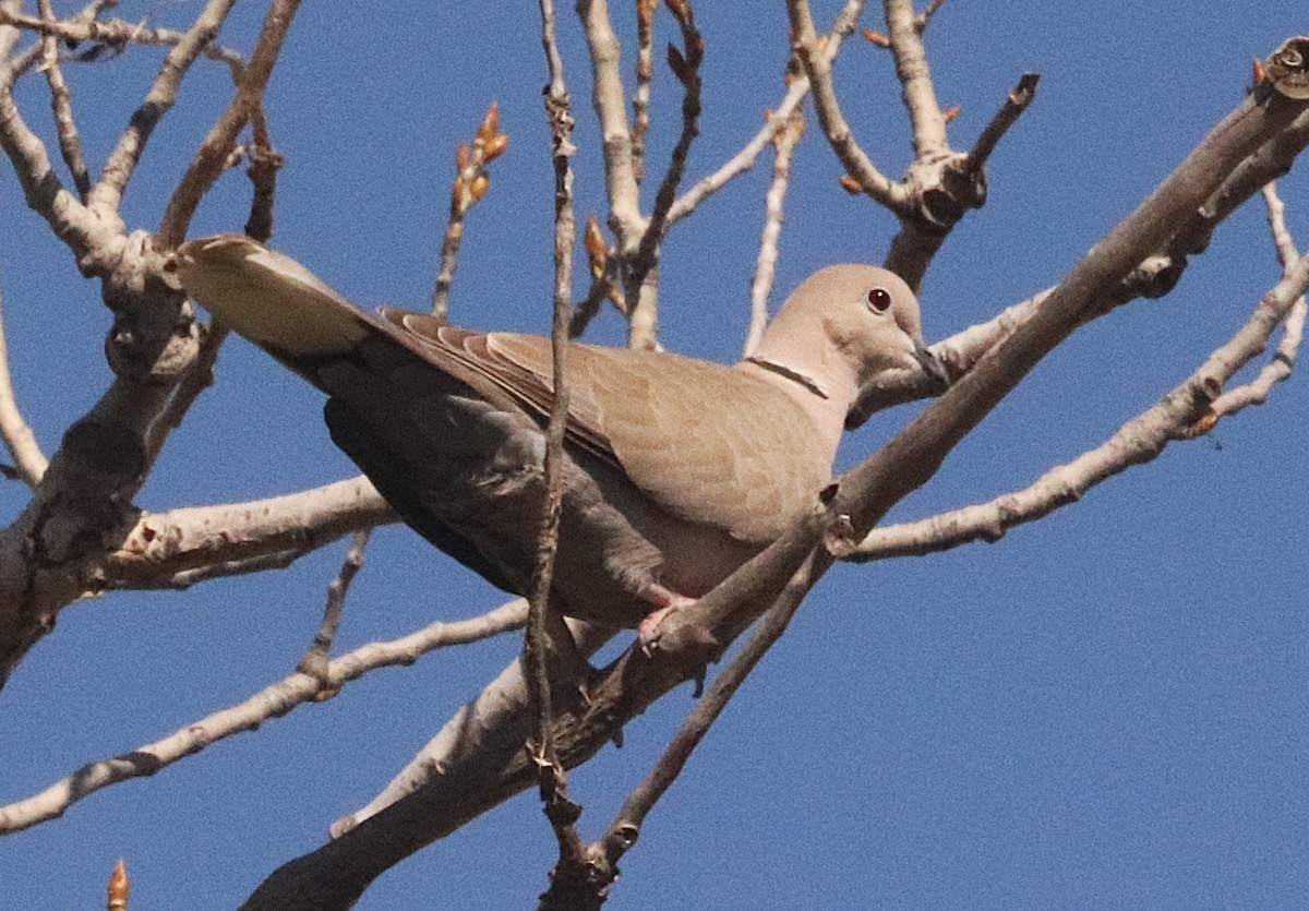 Eurasian Collared-Dove - ML647193573