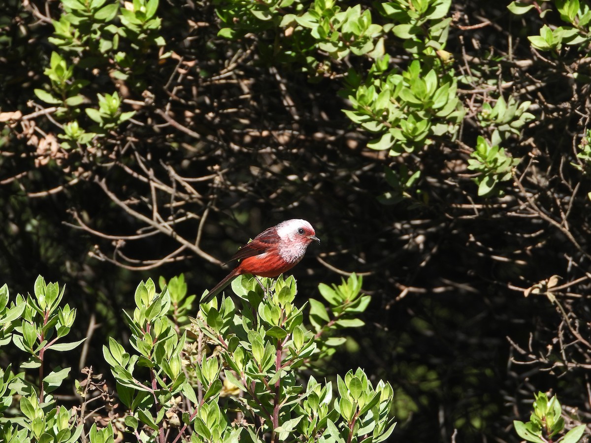 rosenparula - ML647193581