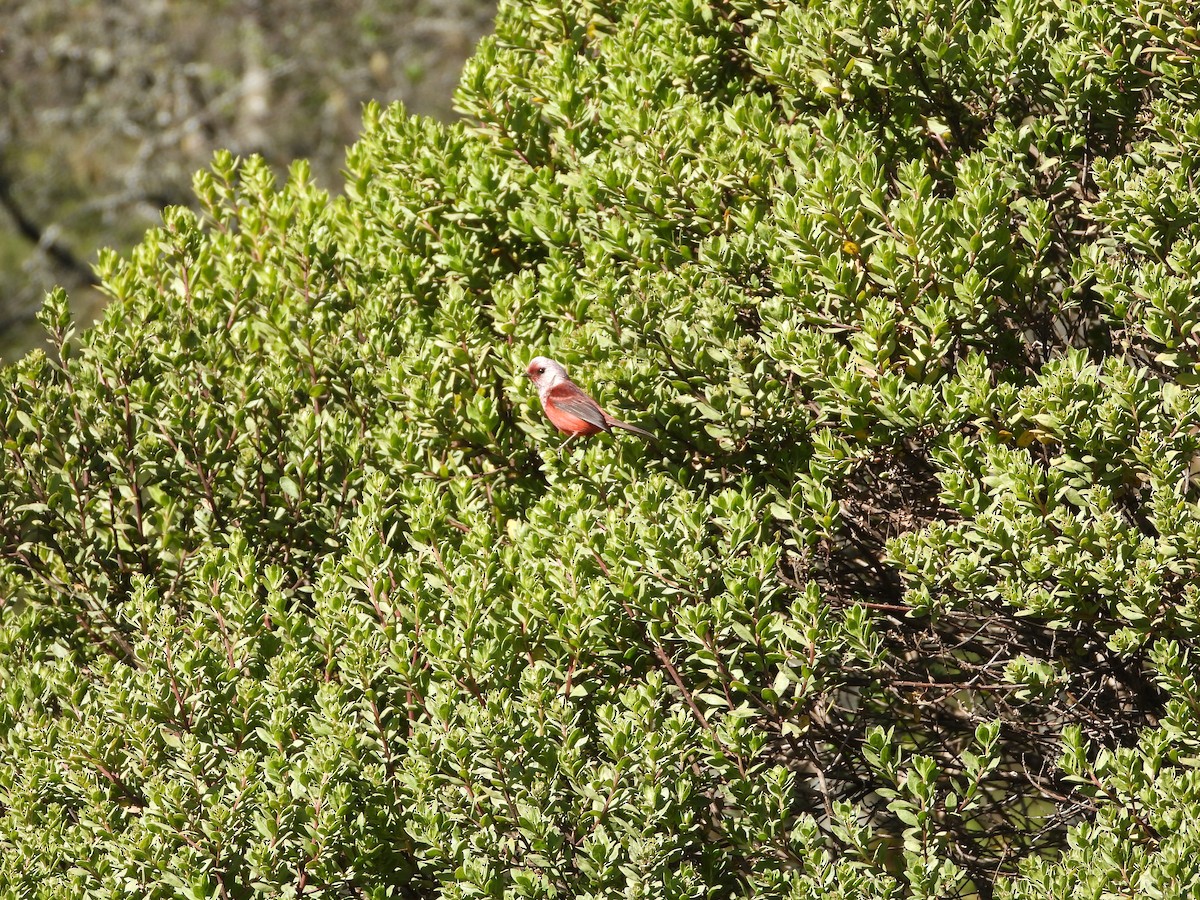 rosenparula - ML647193582