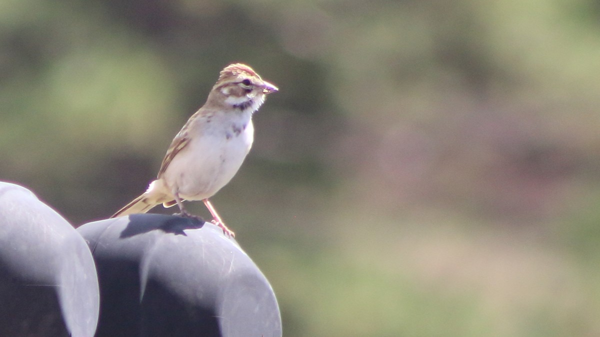 Lark Sparrow - ML647193592