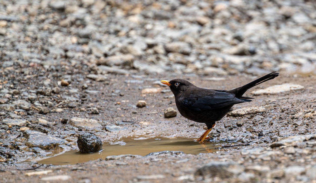 Sooty Thrush - ML647193595