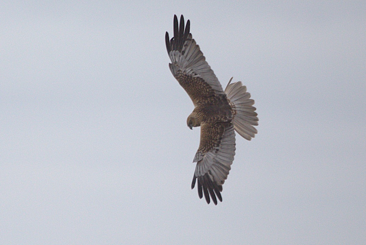 Western Marsh Harrier - ML647193626