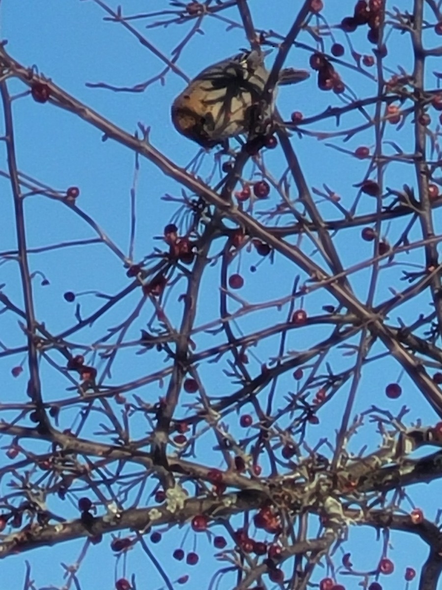 ギンザンマシコ - ML647193629