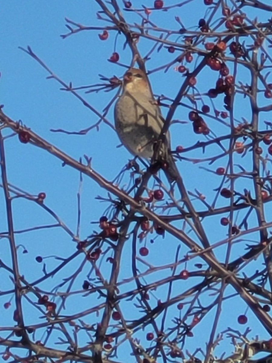 ギンザンマシコ - ML647193630