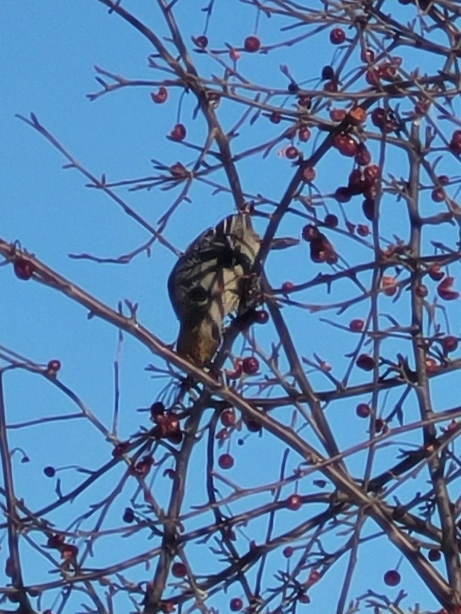 ギンザンマシコ - ML647193631