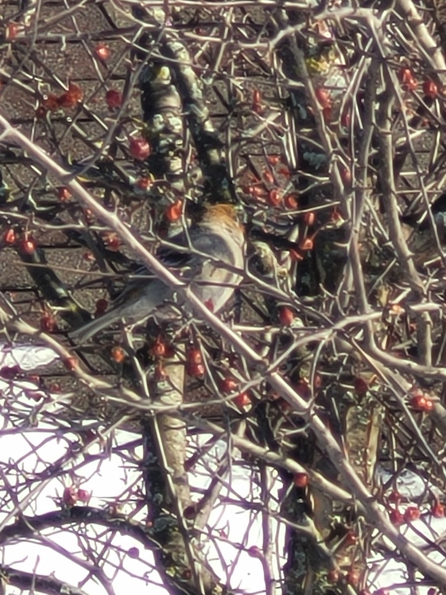 ギンザンマシコ - ML647193632